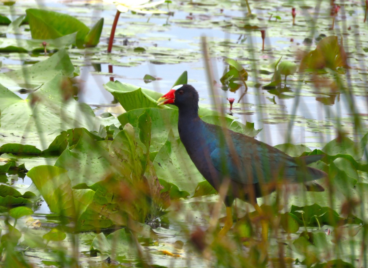 Purple Gallinule - ML620072729