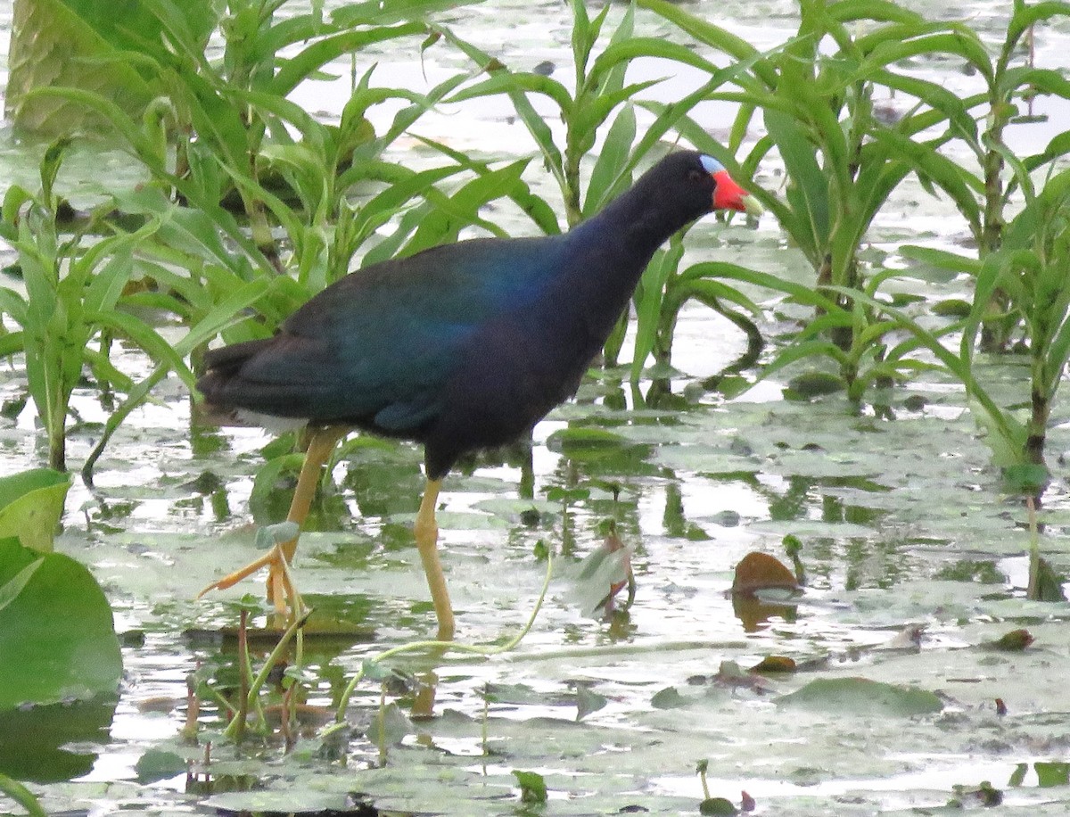 Purple Gallinule - ML620072730