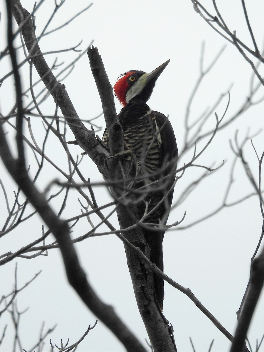Lineated Woodpecker - ML620072734
