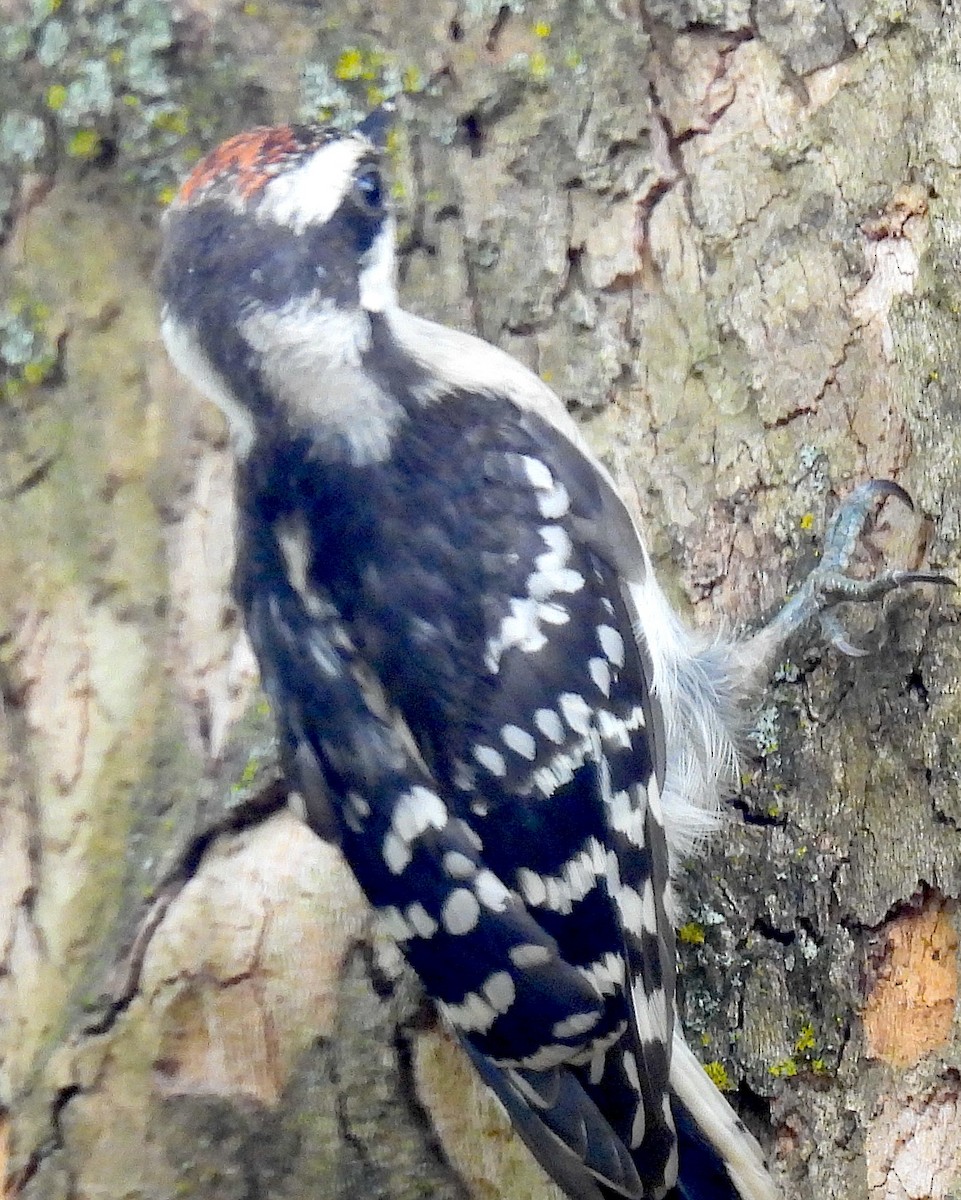 Downy Woodpecker - ML620072735