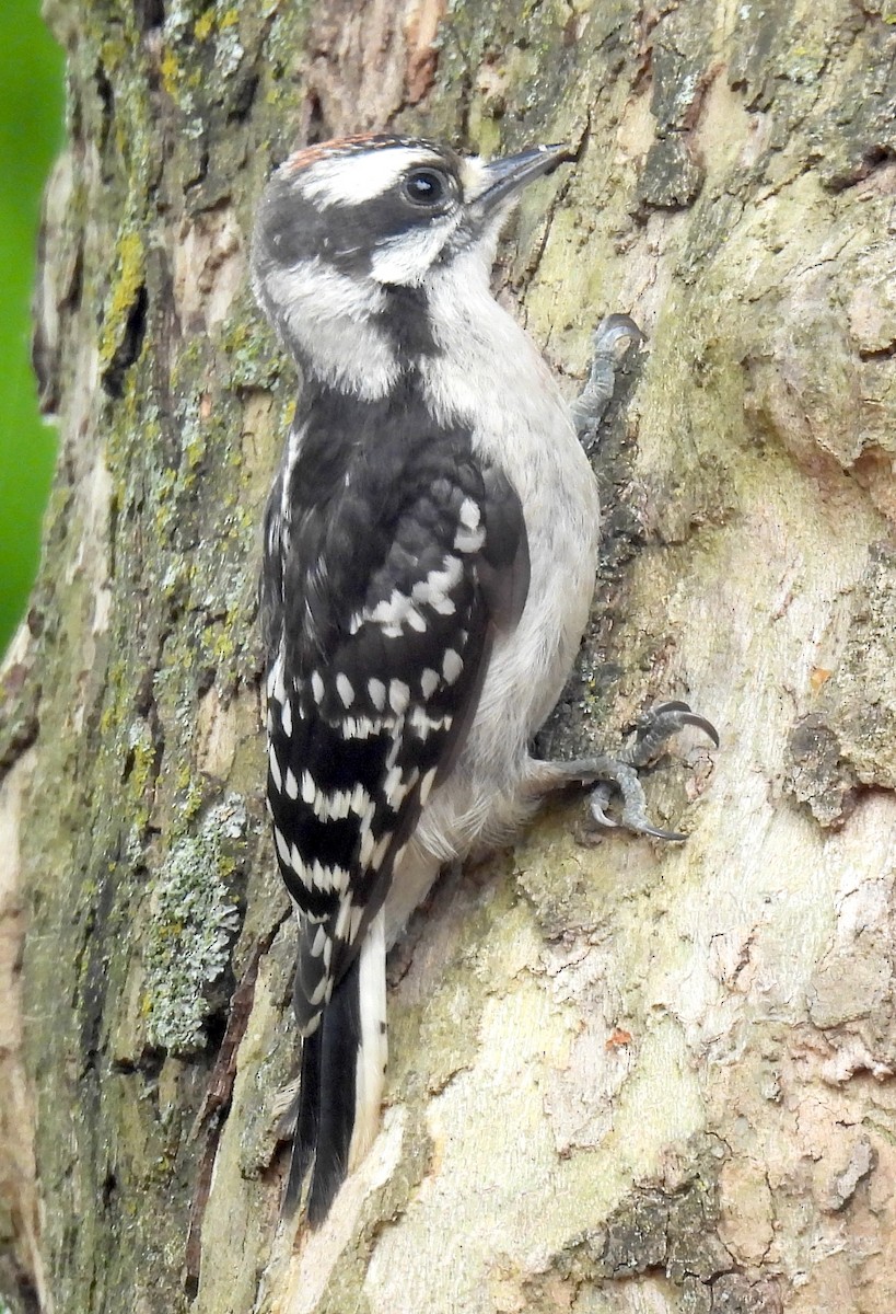 Downy Woodpecker - ML620072736
