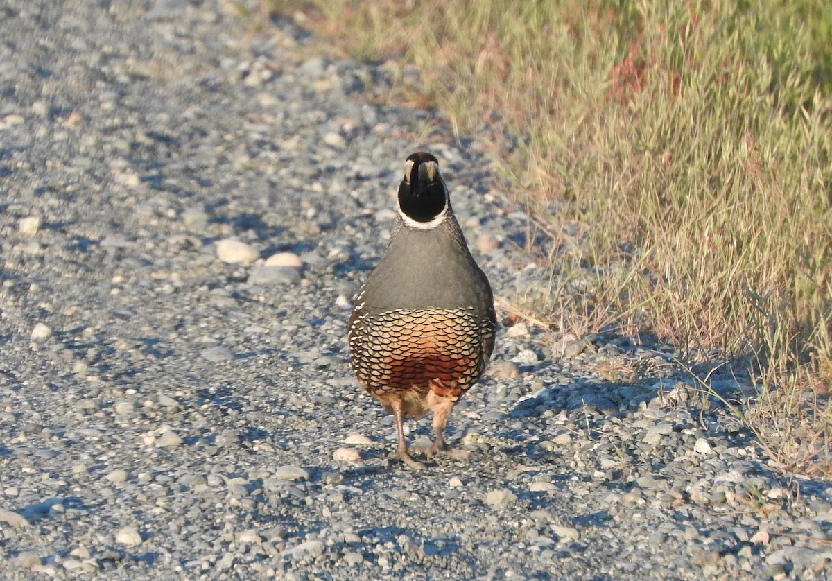 California Quail - ML620072739