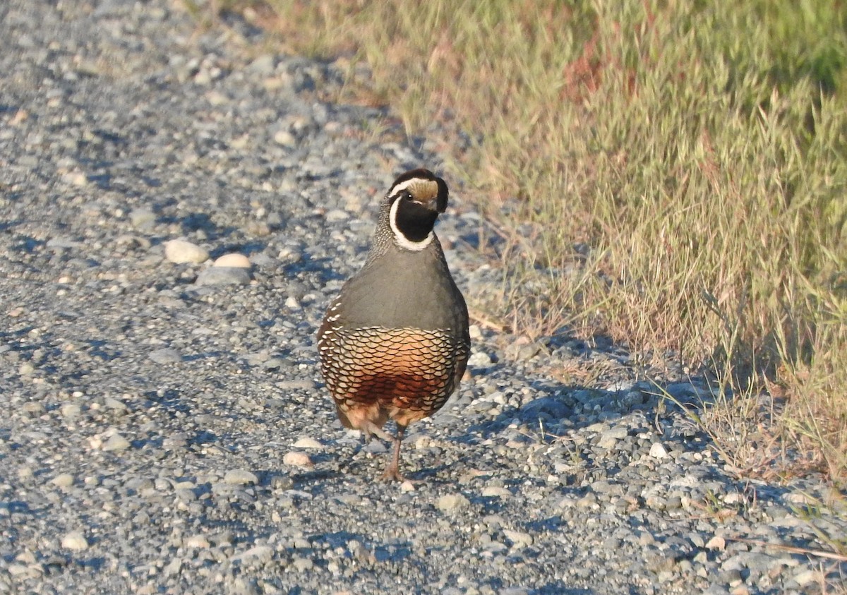 California Quail - ML620072740