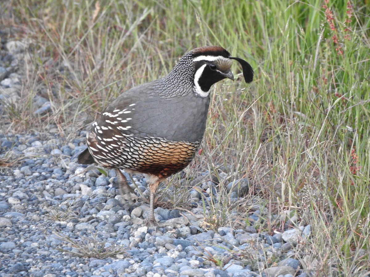 California Quail - ML620072741