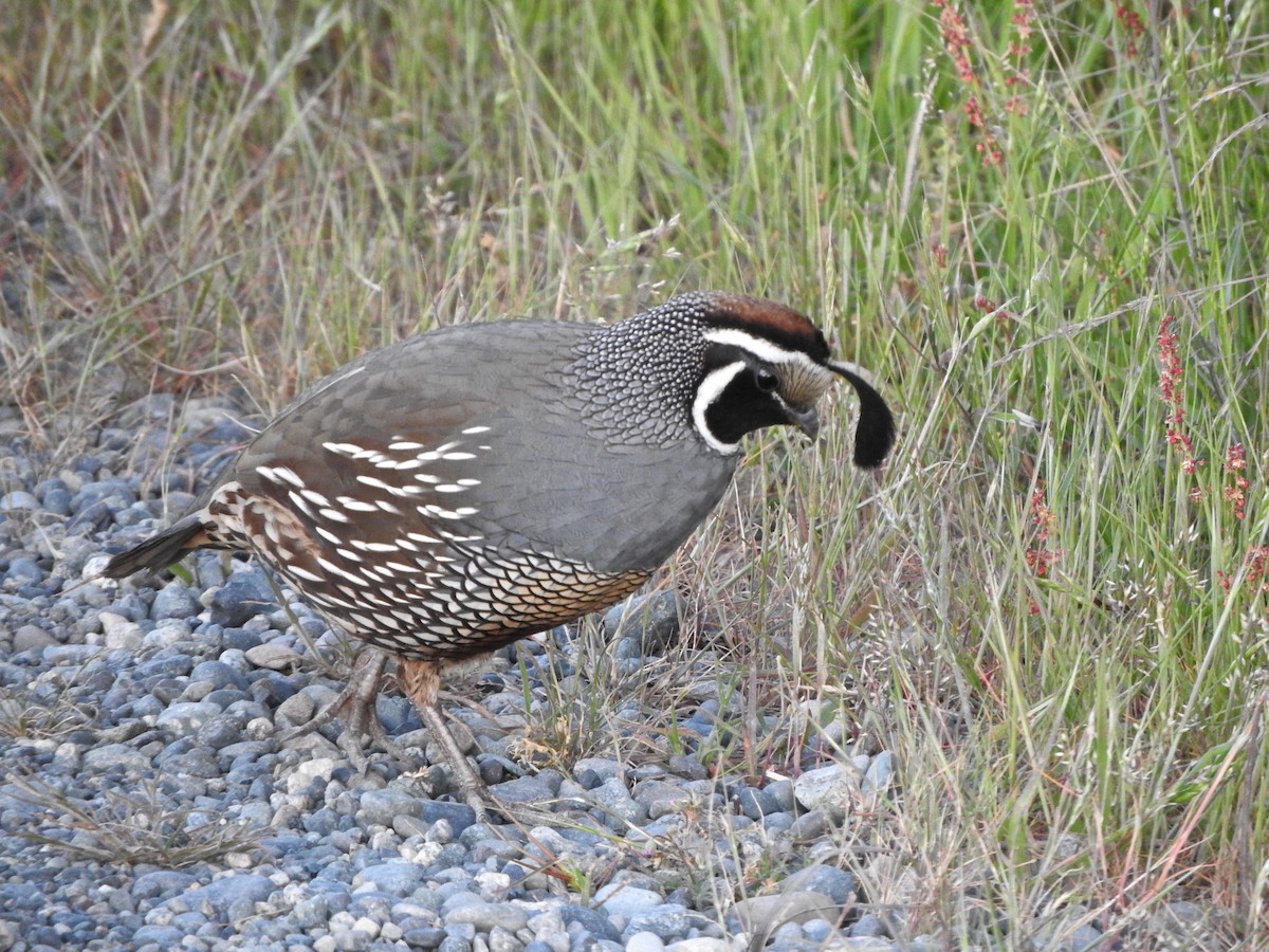 California Quail - ML620072742