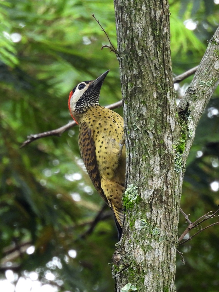 Spot-breasted Woodpecker - ML620072743