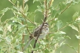 Clay-colored Sparrow - ML620072746