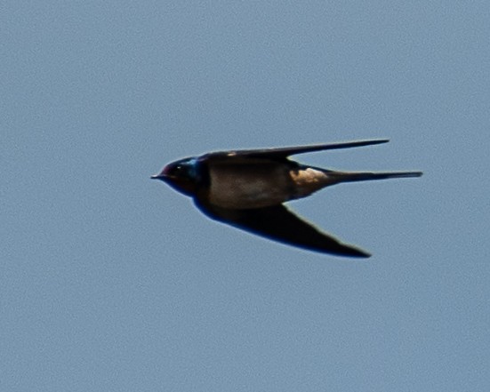 Barn Swallow - ML620072749