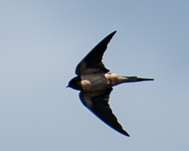 Barn Swallow - ML620072750