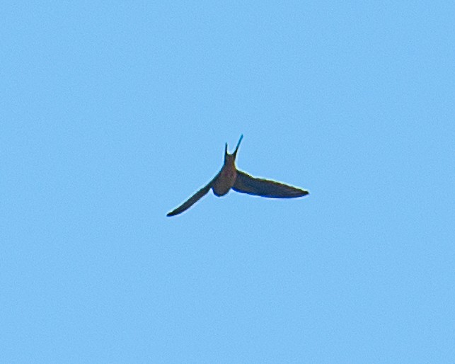 Barn Swallow - ML620072751