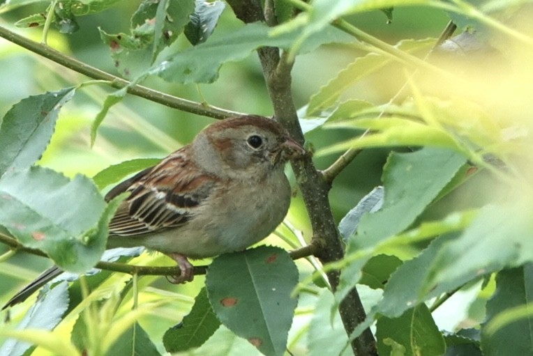 Field Sparrow - ML620072758