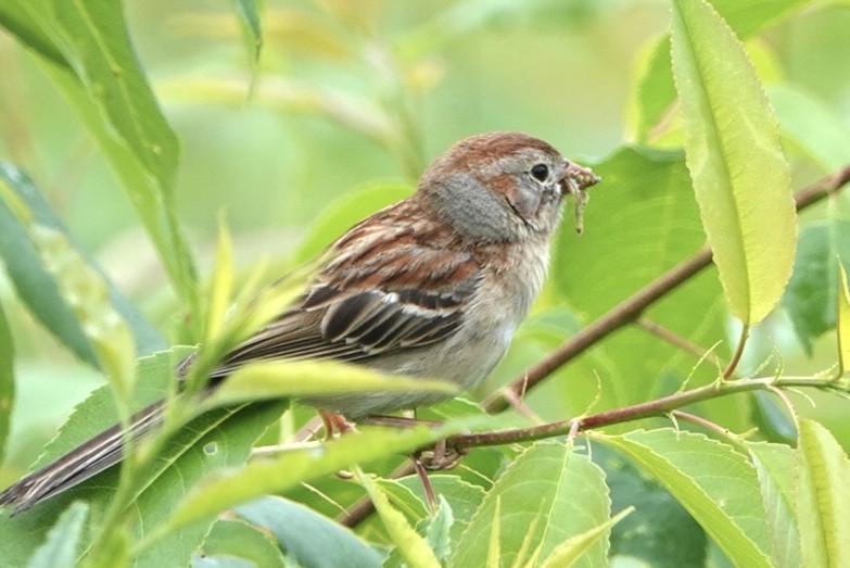 Field Sparrow - ML620072759