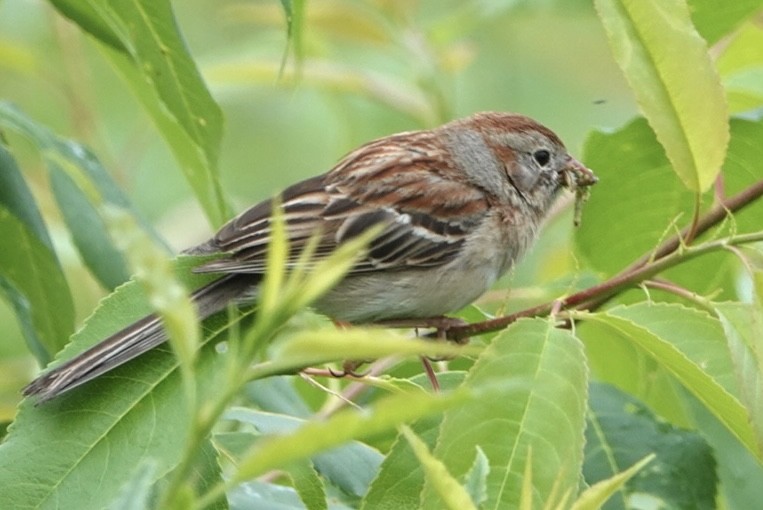Field Sparrow - ML620072760