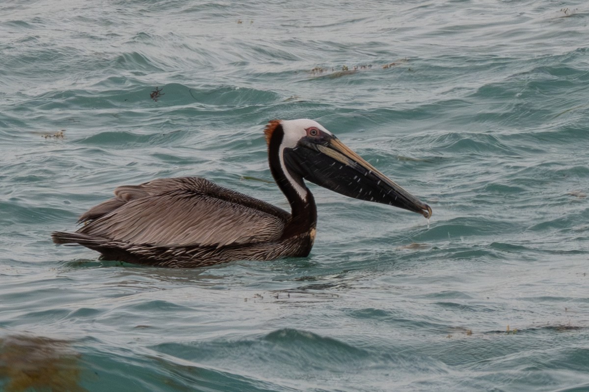 pelikán hnědý - ML620072768