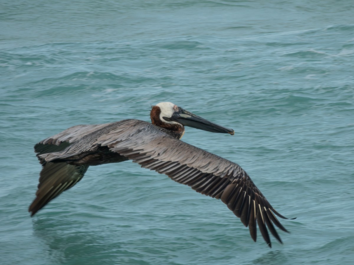 pelikán hnědý - ML620072770