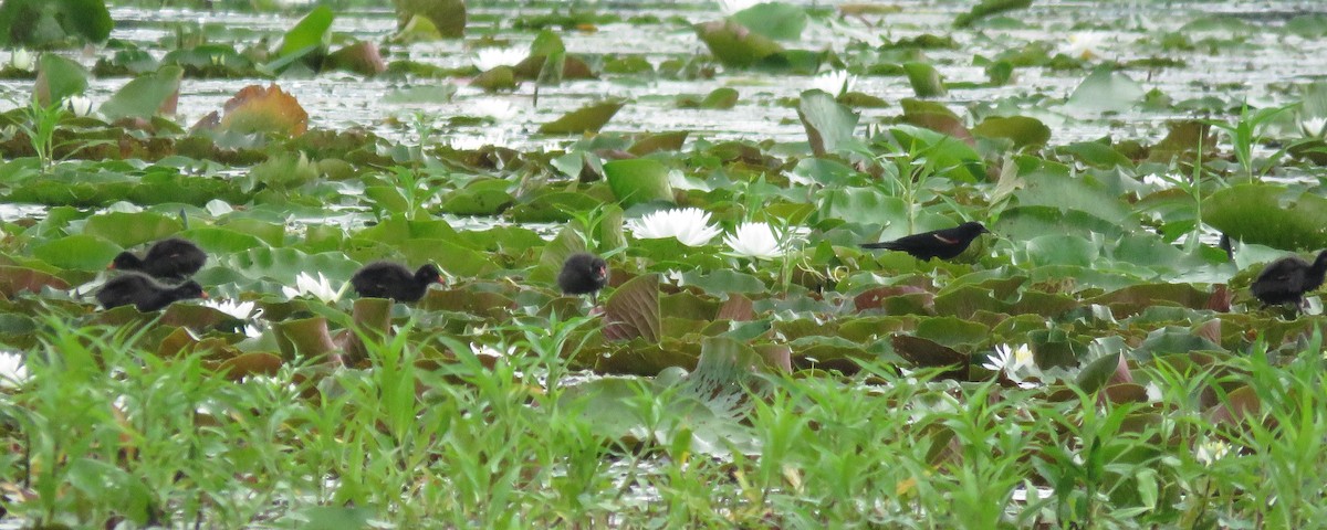 Gallinule d'Amérique - ML620072802