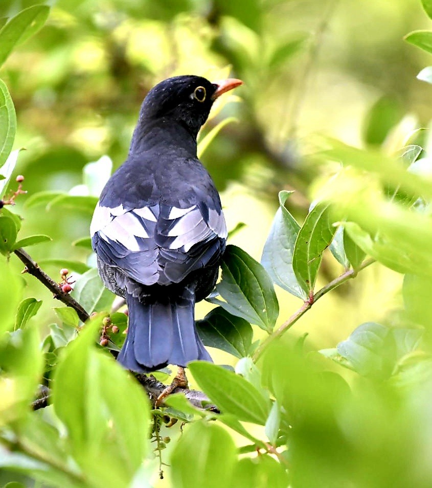 Gray-winged Blackbird - ML620072805