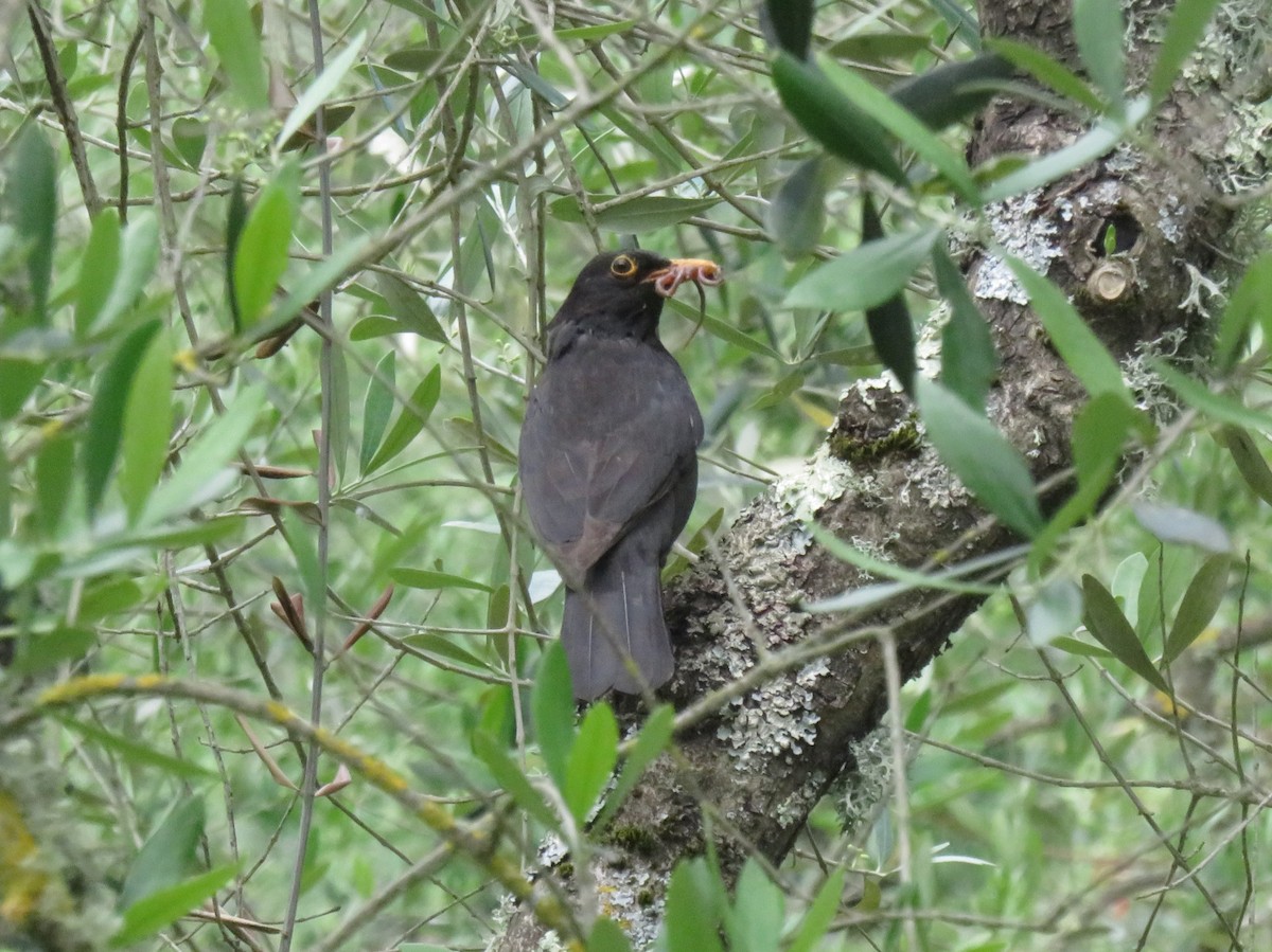 Eurasian Blackbird - ML620072827