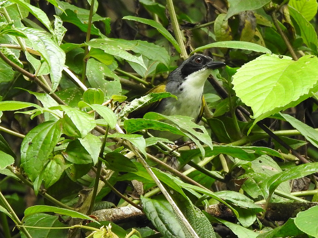 Costa Rican Brushfinch - ML620072848