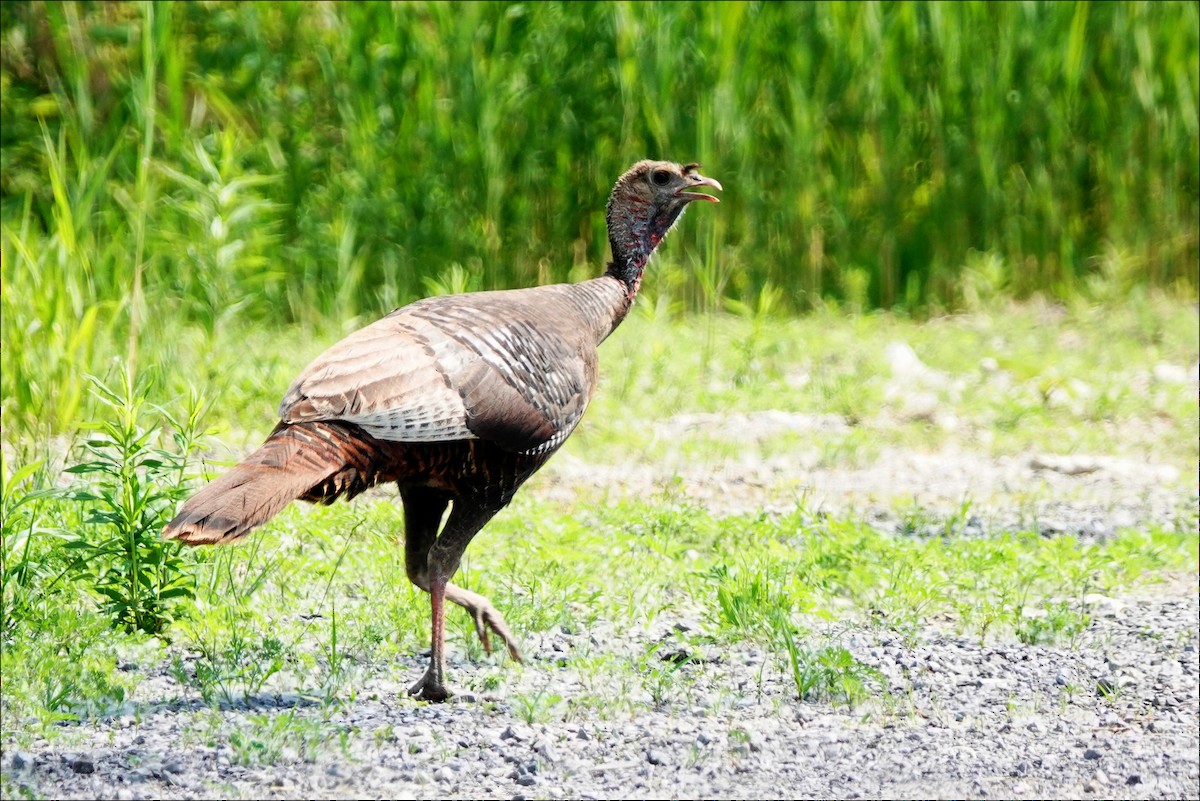 Wild Turkey - ML620072867