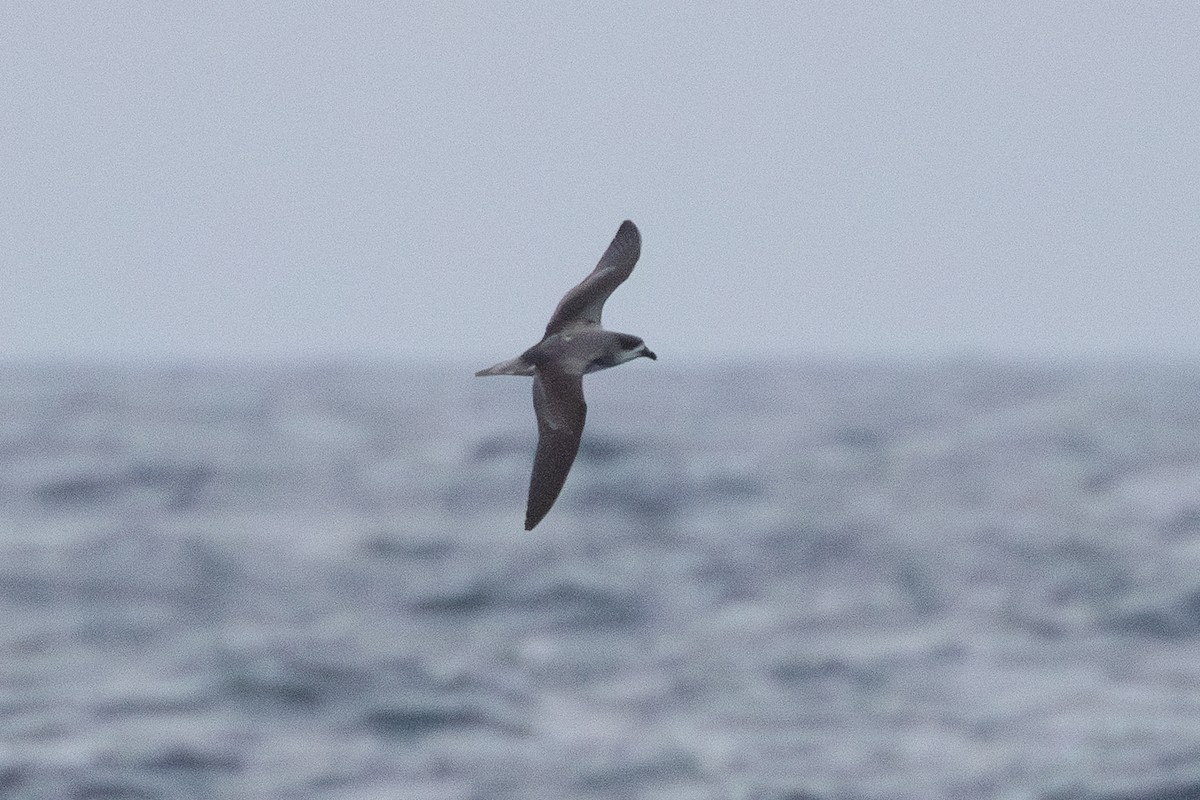 Fea's Petrel - ML620072885