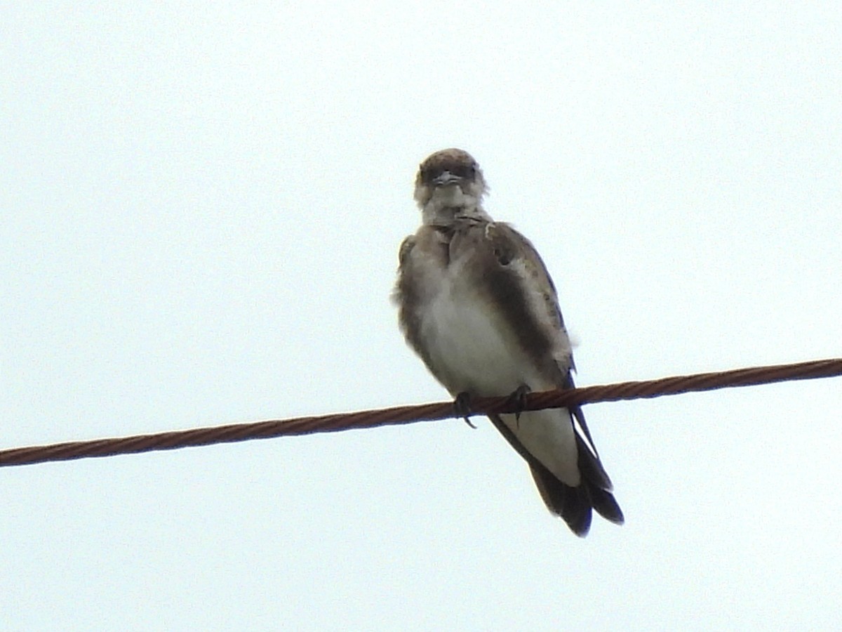 Brown-chested Martin - ML620072931