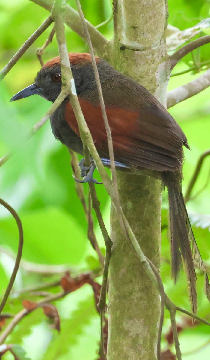 Slaty Spinetail - ML620072932