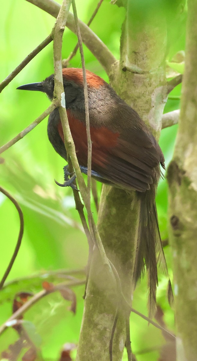 Slaty Spinetail - ML620072933