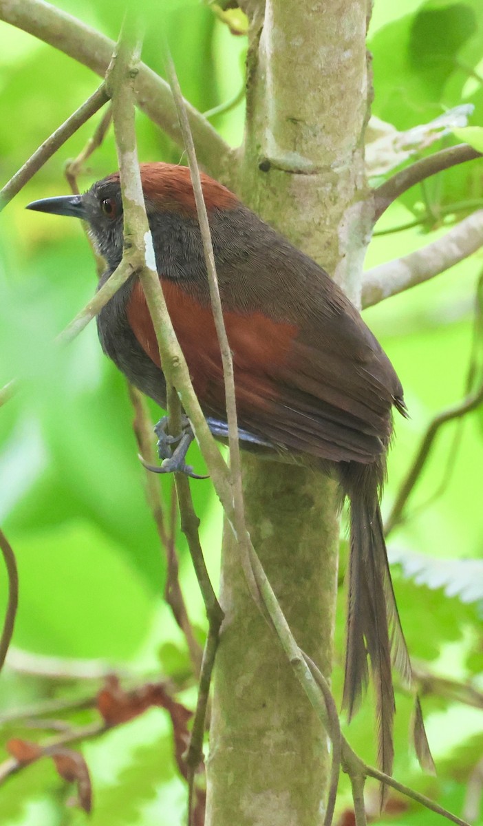 Slaty Spinetail - ML620072934