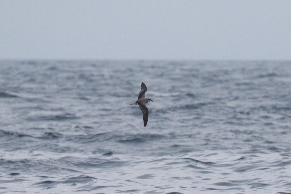 Desertas Petrel - ML620072936