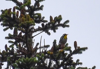 Yellow-throated Warbler - ML620072954