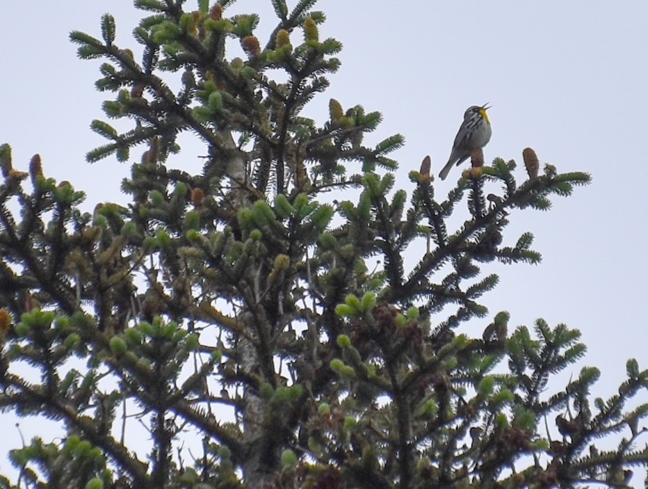 Yellow-throated Warbler - ML620072955