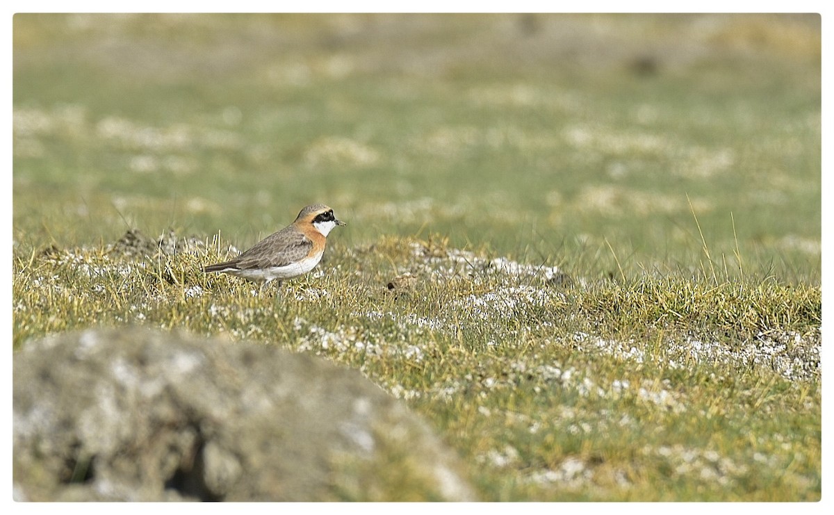 kulík tibetský - ML620072978