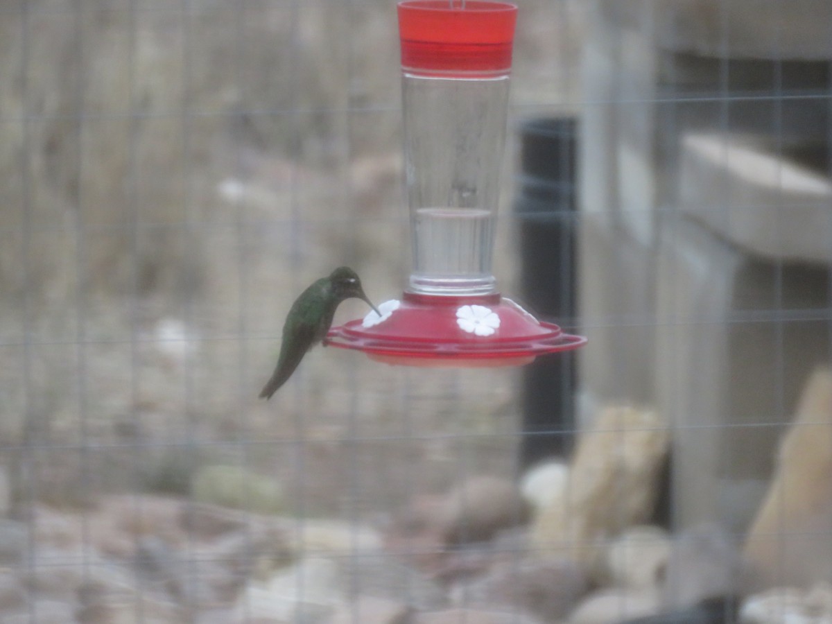 Rivoli's Hummingbird - ML620072981