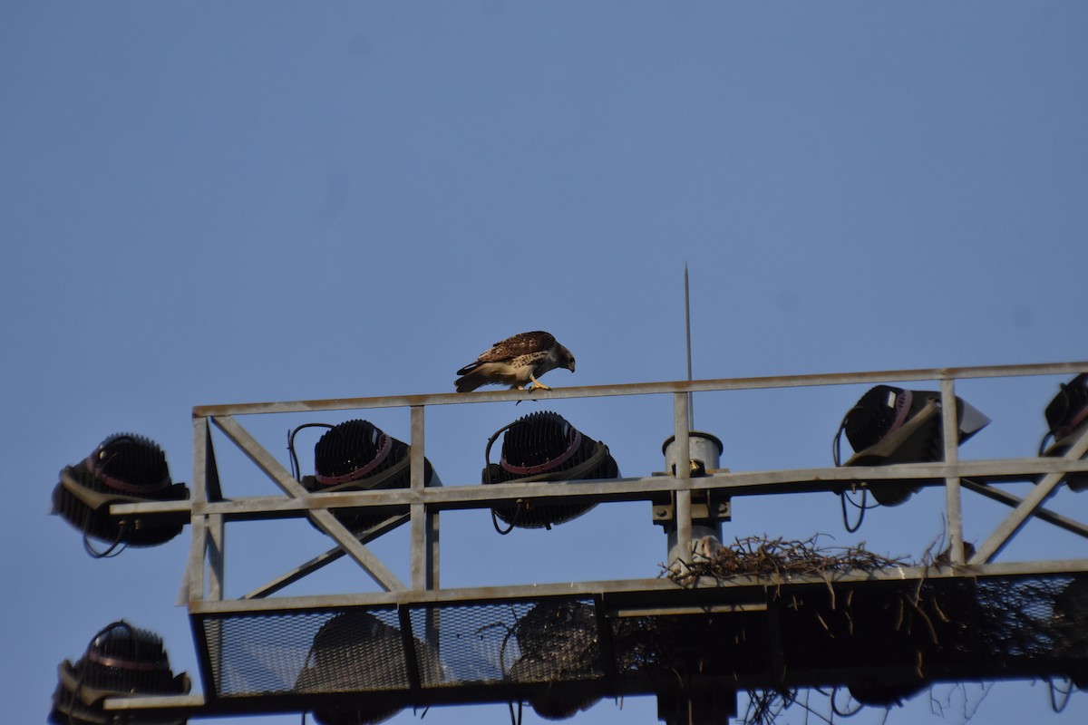 Red-tailed Hawk - ML620072993