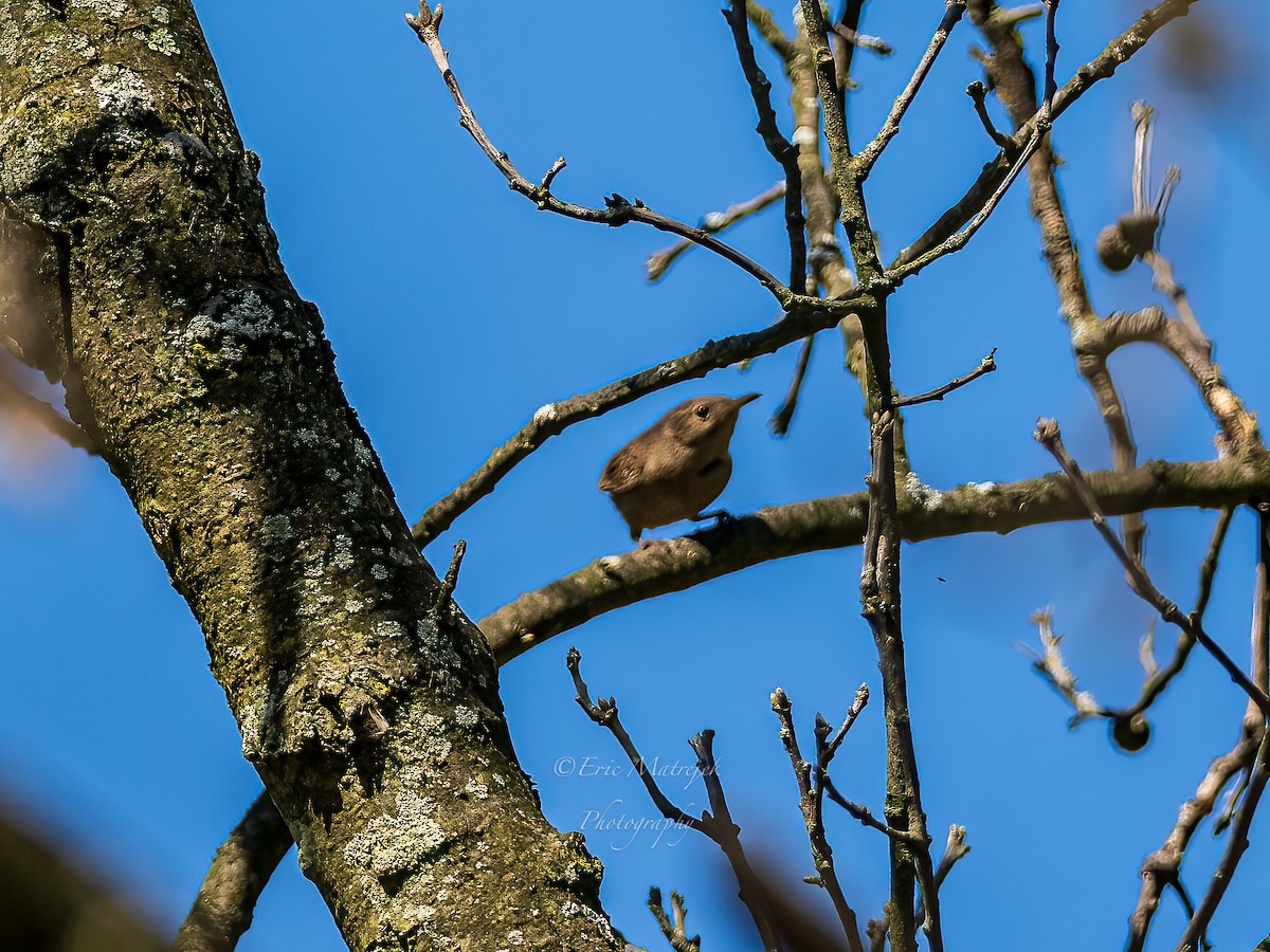 House Wren - ML620072994