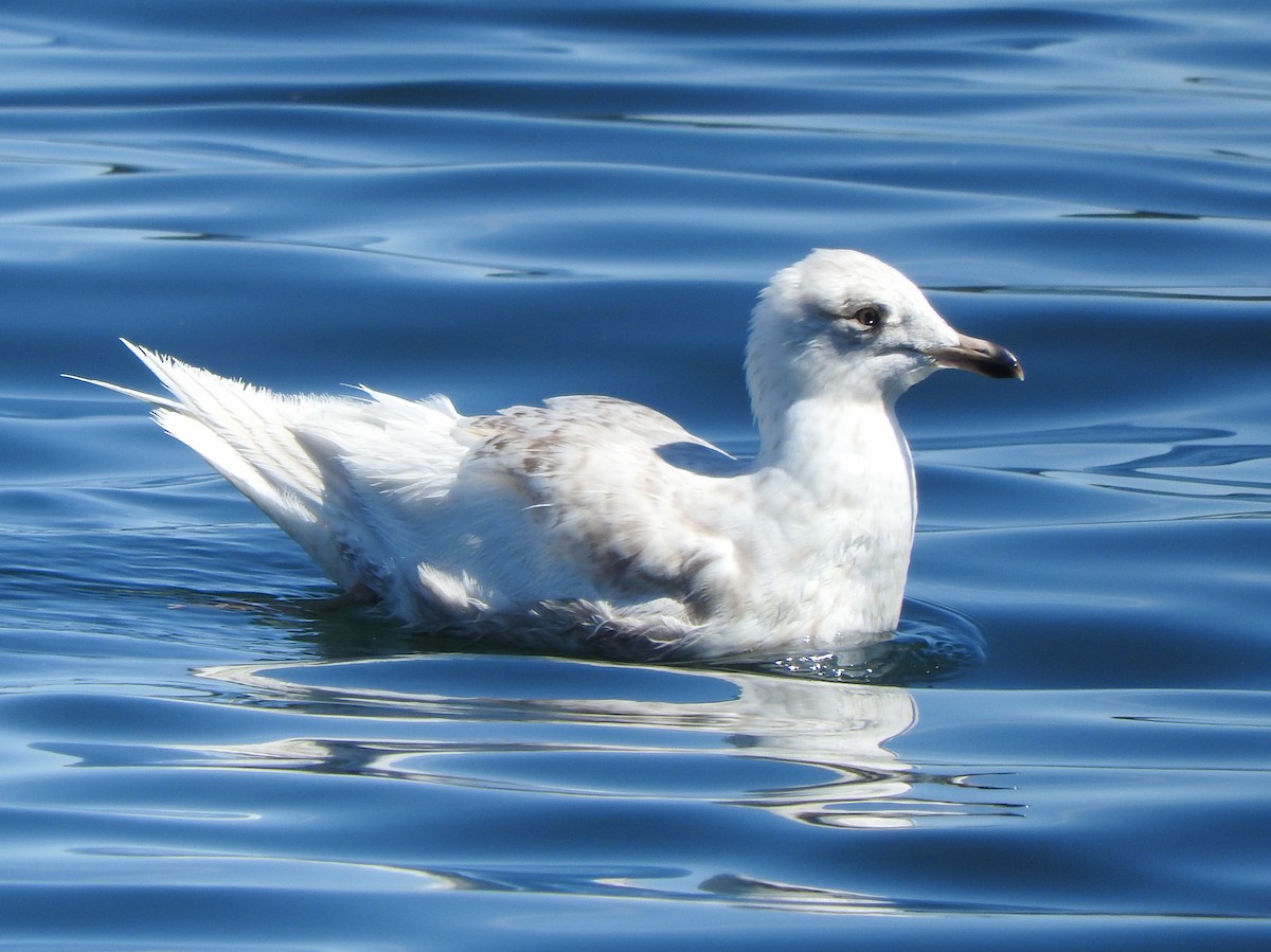 Iceland Gull - ML620073011