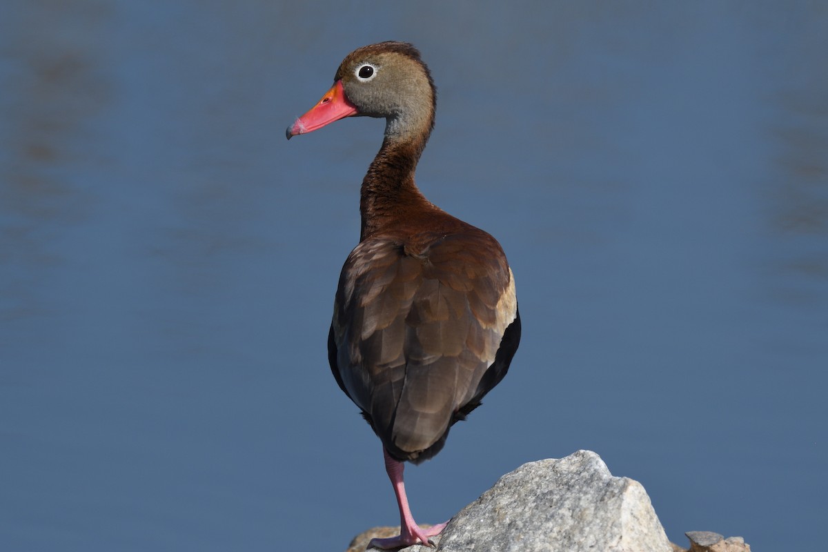 Black-bellied Whistling-Duck - ML620073022