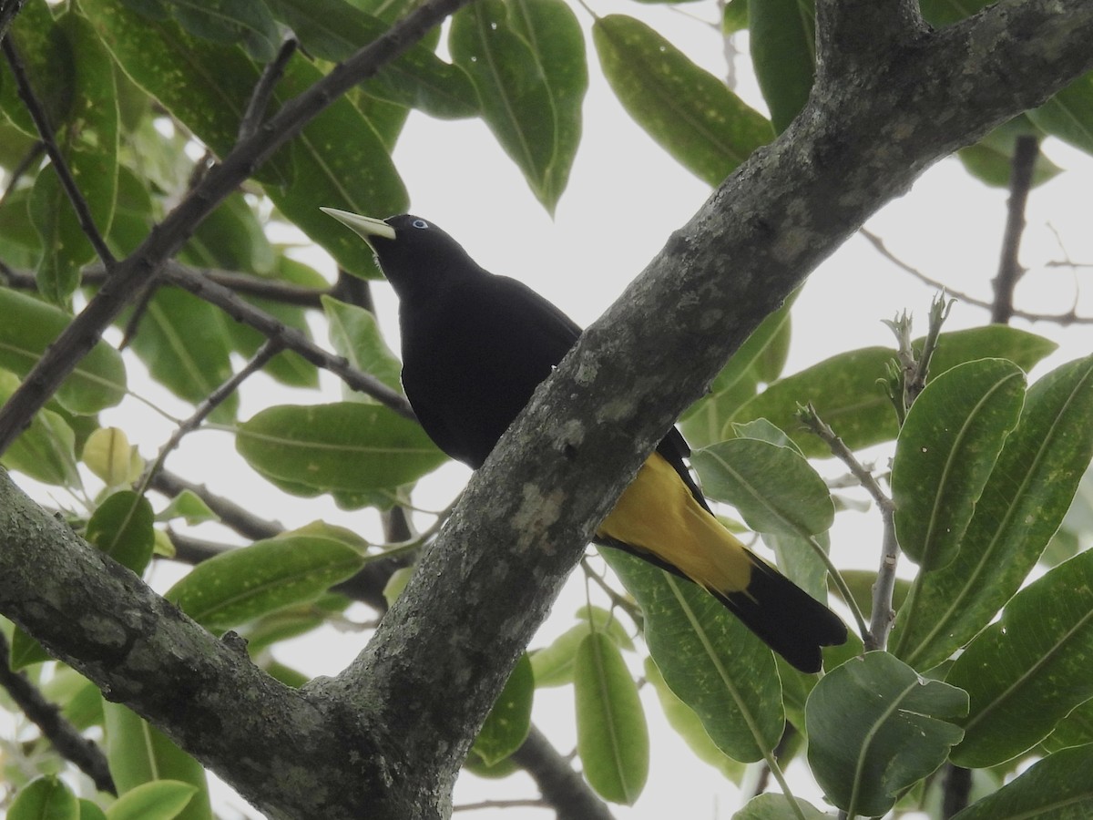 Yellow-rumped Cacique - ML620073039