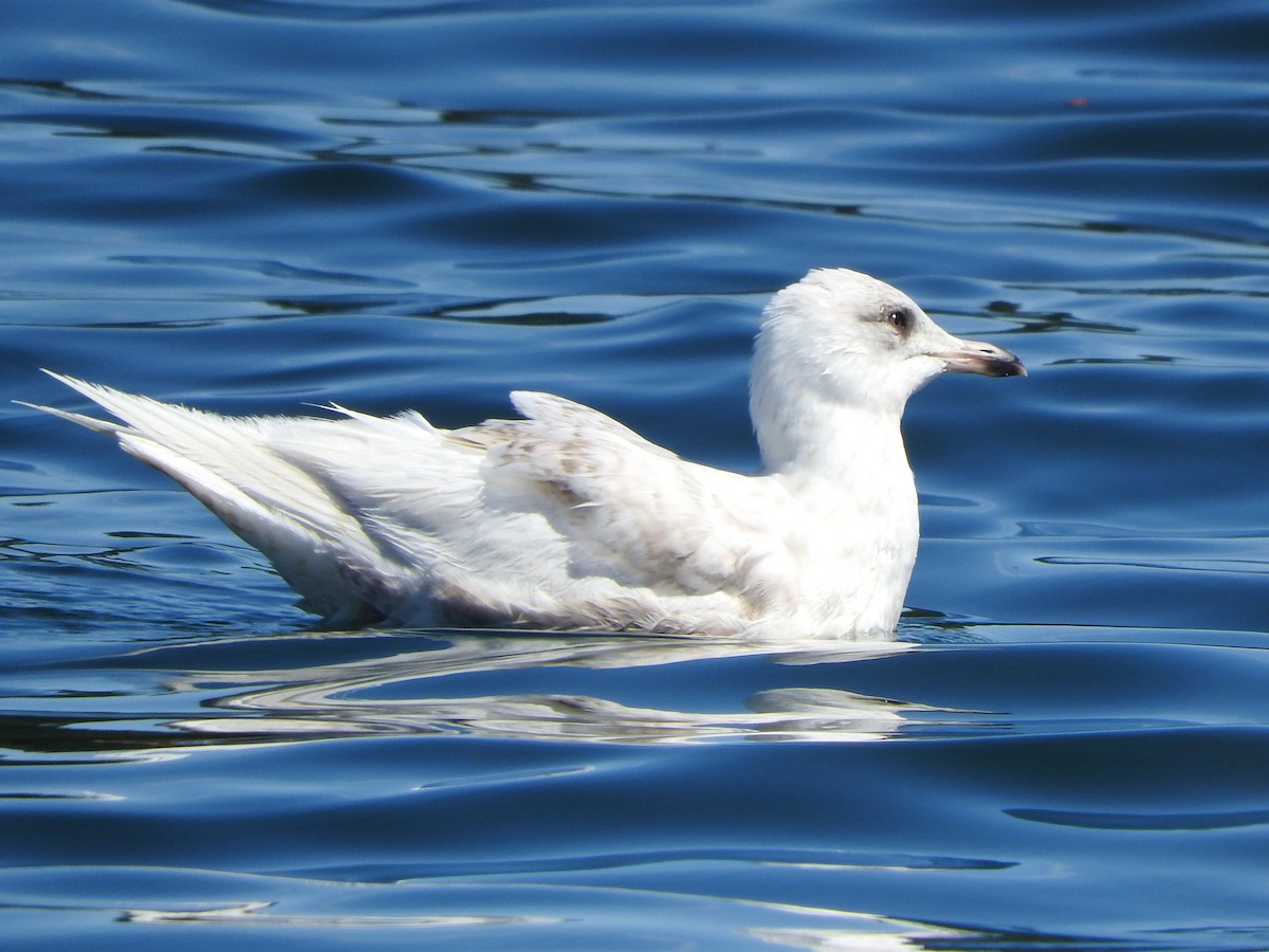 Iceland Gull - ML620073050