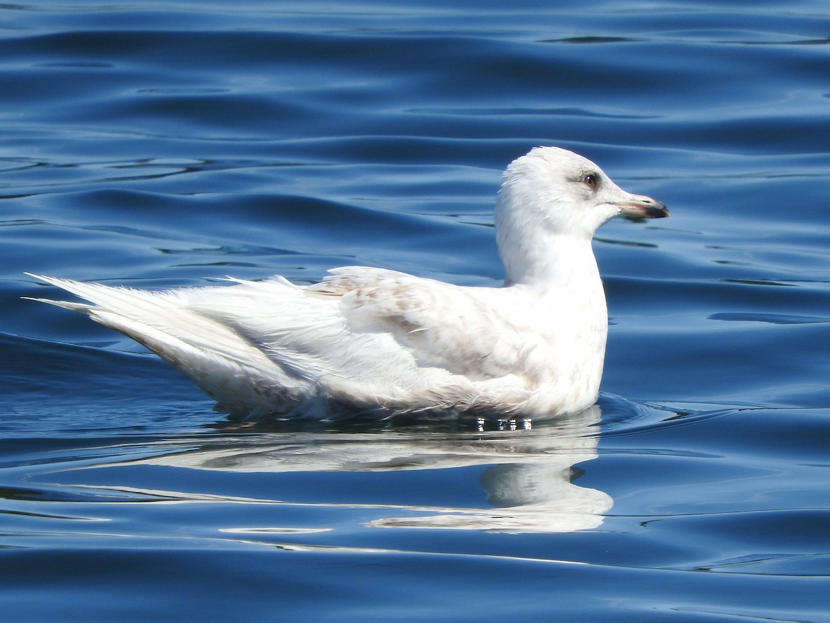 Iceland Gull - ML620073051