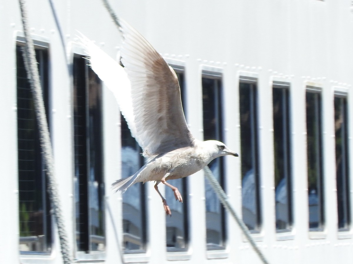 Iceland Gull - ML620073052