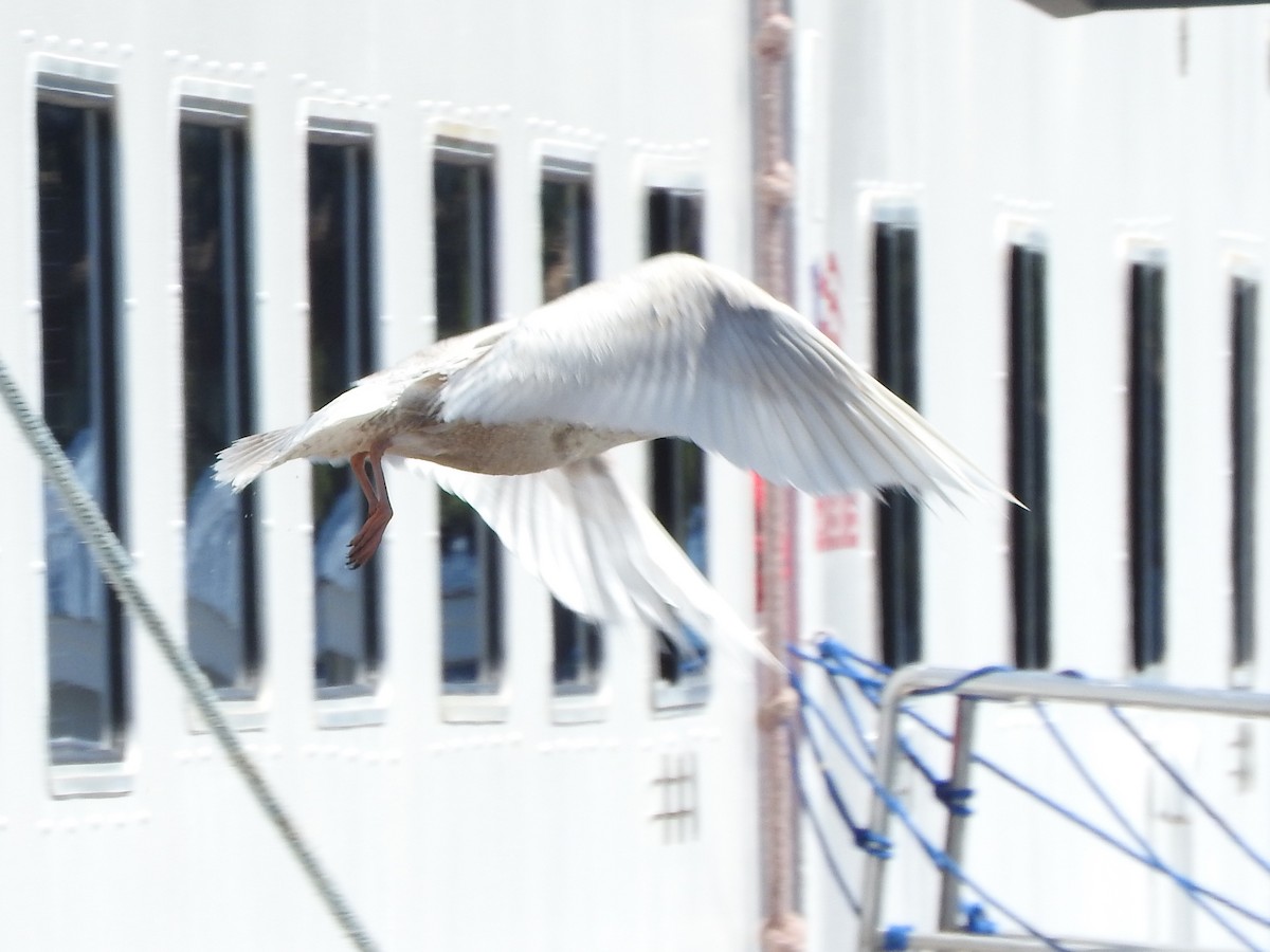 Iceland Gull - ML620073053