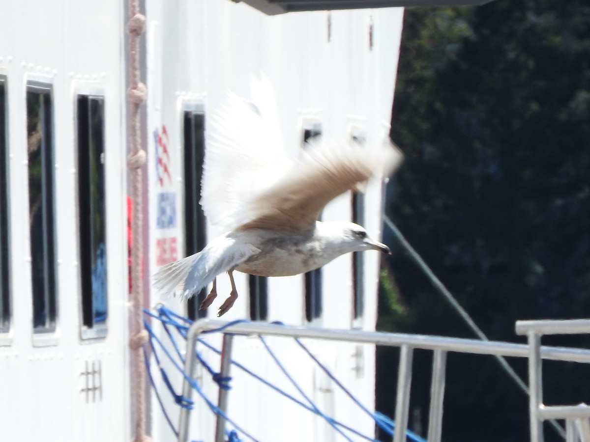 Iceland Gull - ML620073054