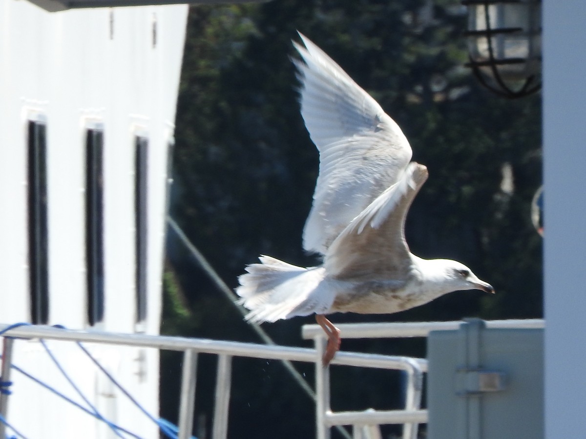 Iceland Gull - ML620073055