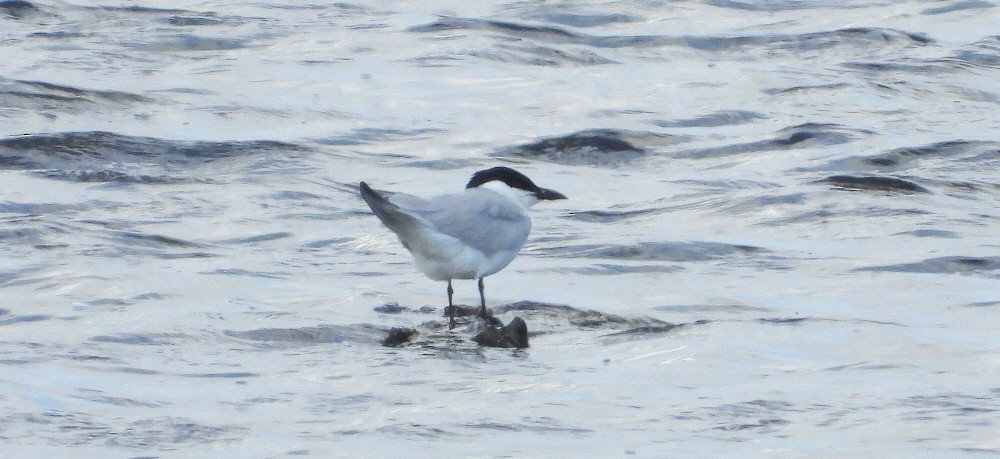 Gull-billed Tern - ML620073061