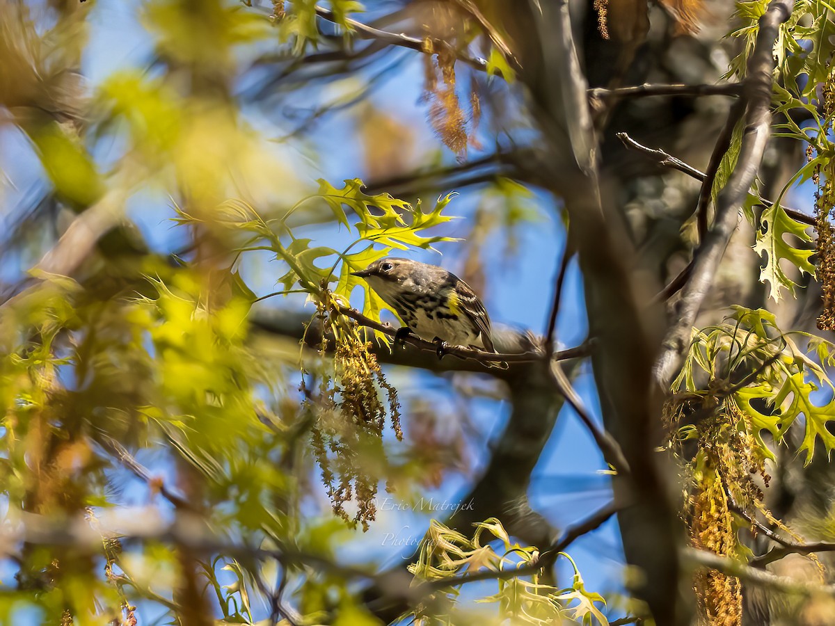 lesňáček žlutoskvrnný - ML620073062