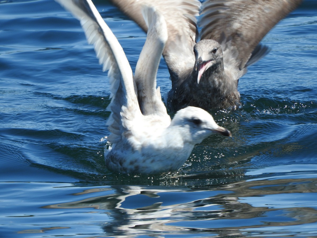 Iceland Gull - ML620073071