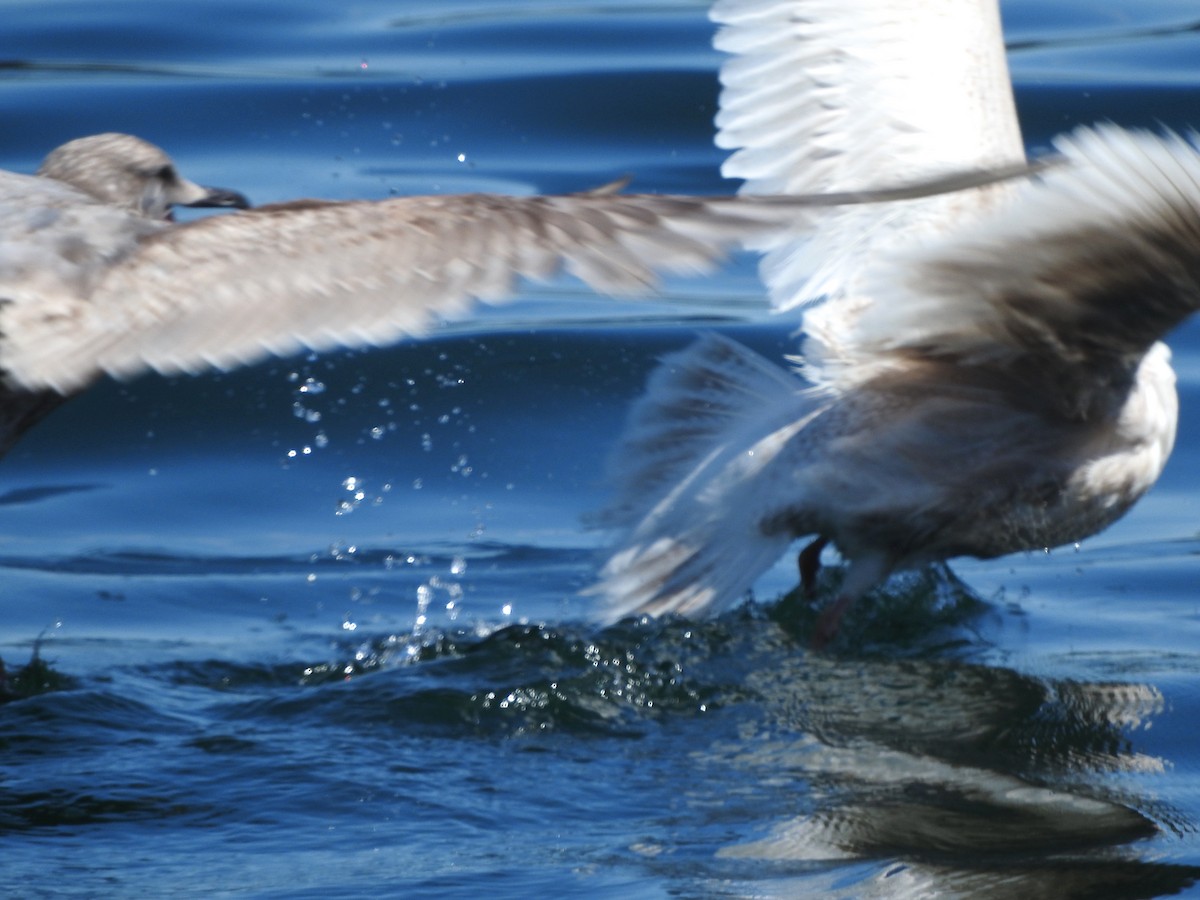 Iceland Gull - ML620073072