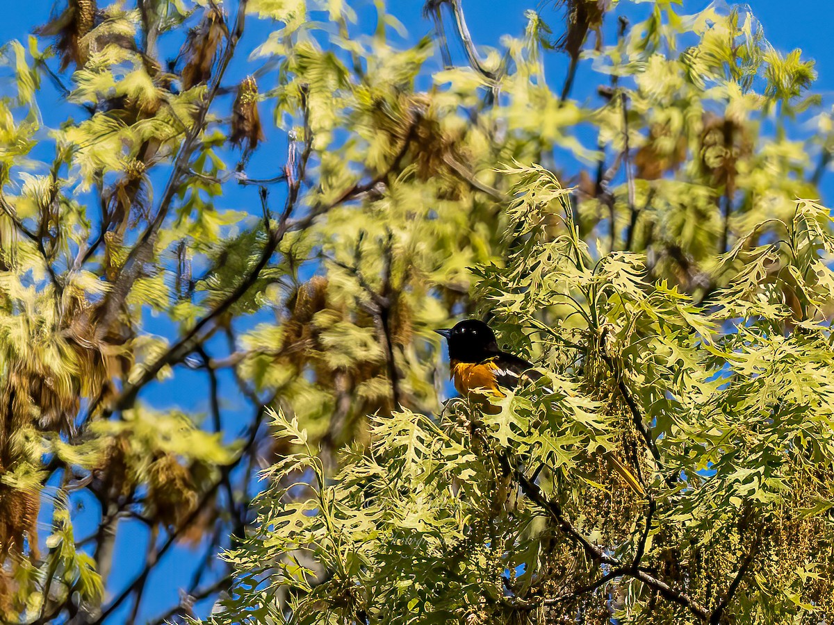 trupiál baltimorský - ML620073076